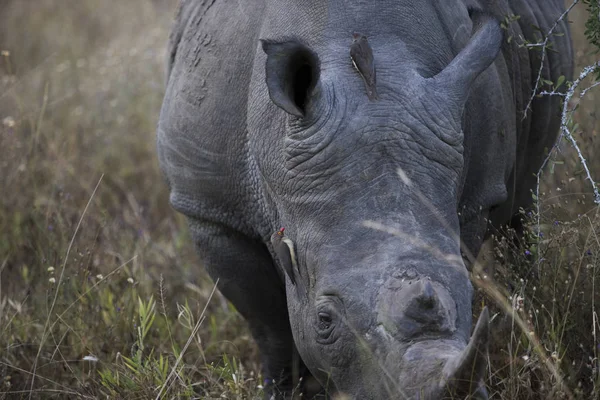 Close View Rhinoceros Bush Grass South Africa — Stock Photo, Image
