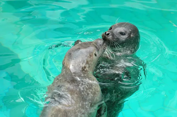 Zwei Entzückende Robben Küssen Sich Wasser — Stockfoto