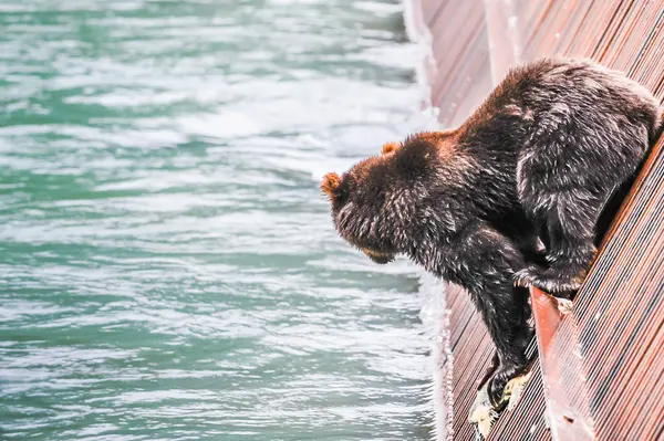 Brown Bear Going Jump Water Wall — Stock Photo, Image