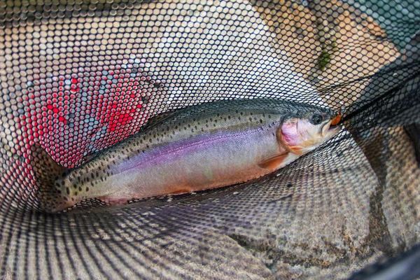 Vista Cerca Los Peces Capturados Red —  Fotos de Stock