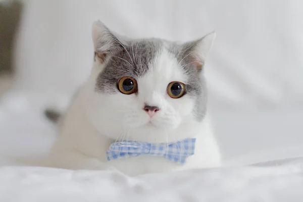 Cute Adorable Kitten Bow Tie Closeup — Stock Photo, Image