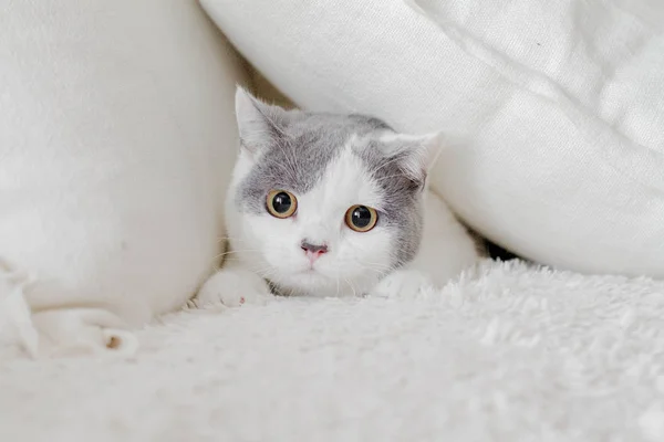 Милый Пушистый Кот Прячется Подушки — стоковое фото