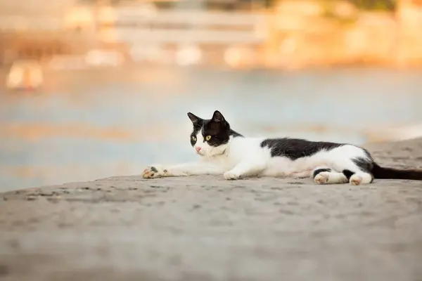 Gato Blanco Negro Descansando Junto Lago — Foto de Stock