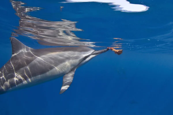 Спиннер Дельфин Плавает Водой Океане — стоковое фото