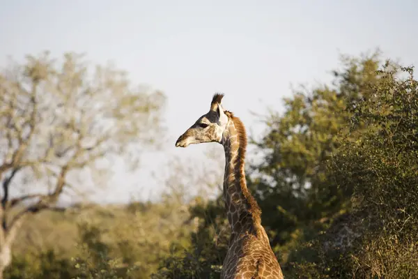 Arka Görünümü Güzel Zürafa Wilderness Güney Afrika — Stok fotoğraf
