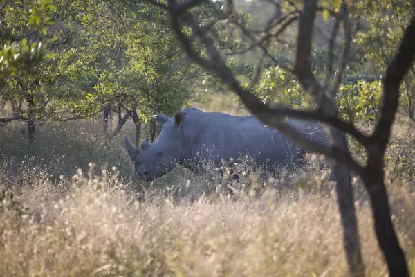 Vista Panorâmica Rinocerontes Majestosos Mato — Fotografia de Stock
