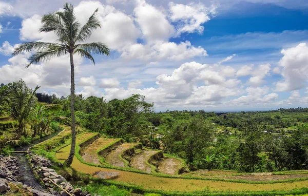 Живописный Вид Рисовые Террасы Индонезия Бали Джатилави Батукару — стоковое фото
