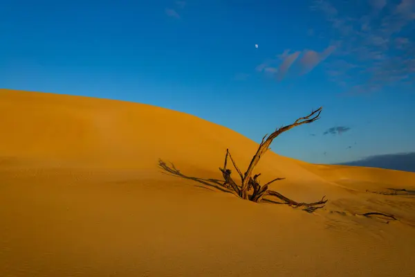 Austrália Coffin Bay Árvore Nua Deserto — Fotografia de Stock