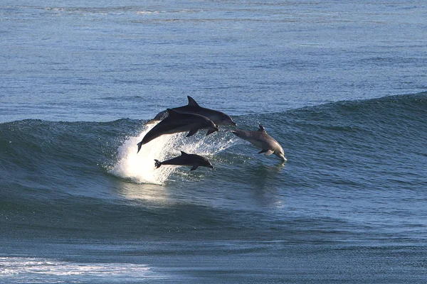 Величественные Дельфины Выпрыгивают Океана — стоковое фото