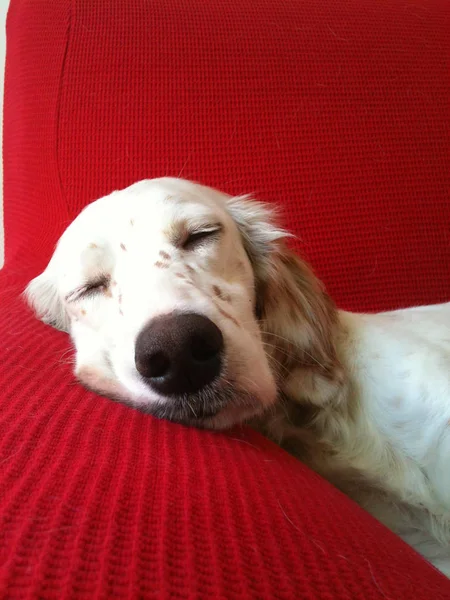 Ritratto English Setter Che Dorme Sul Divano — Foto Stock