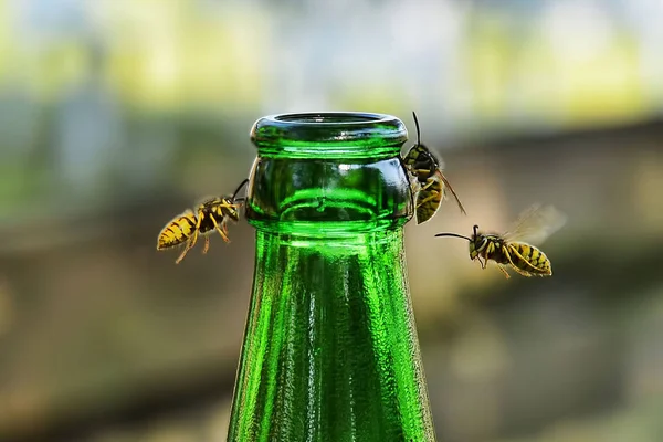 Avispas Volando Alrededor Una Botella Verde Sobre Fondo Borroso —  Fotos de Stock