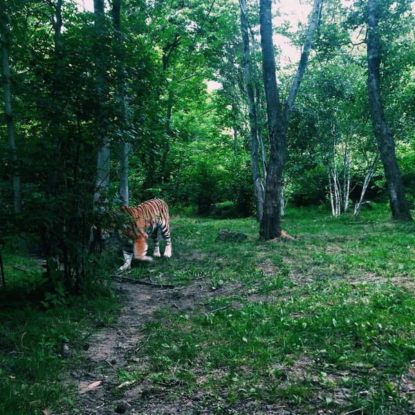 Maestosa Tigre Passeggiando Attraverso Foresta Verde — Foto Stock