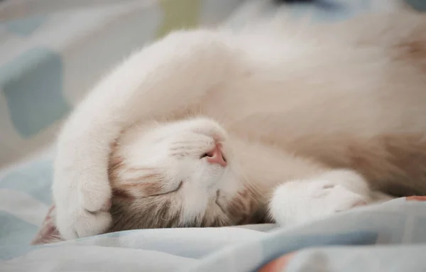 Primer Plano Lindo Gato Dormido Esponjoso — Foto de Stock