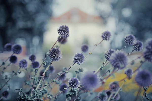 Fiori viola con edificio — Foto stock