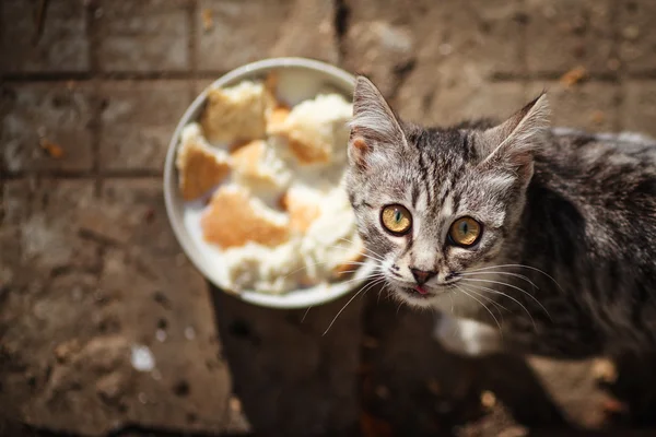 Gato y tazón de comida - foto de stock