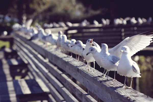 Чайки сидят на перилах — стоковое фото