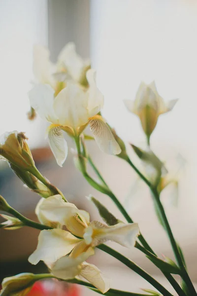 Weiße Schwertlilien, aus nächster Nähe — Stockfoto