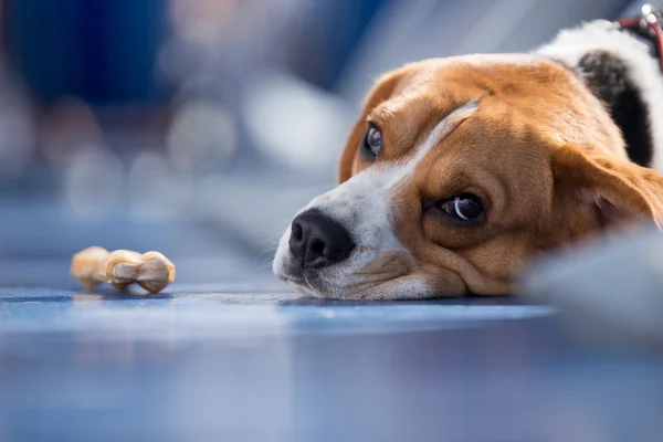 Beagle dog lying with chew bone — Stock Photo