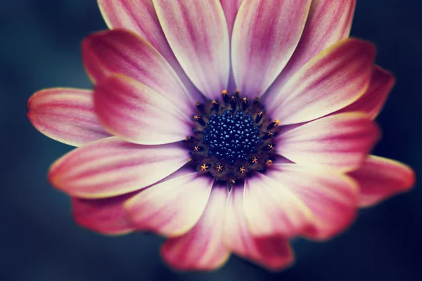 Alemania, Primer plano de la flor - foto de stock