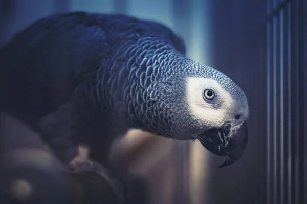 Африканський сірий папуга сідати — стокове фото