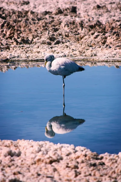 Фламинго стоит на одной ноге в воде — стоковое фото