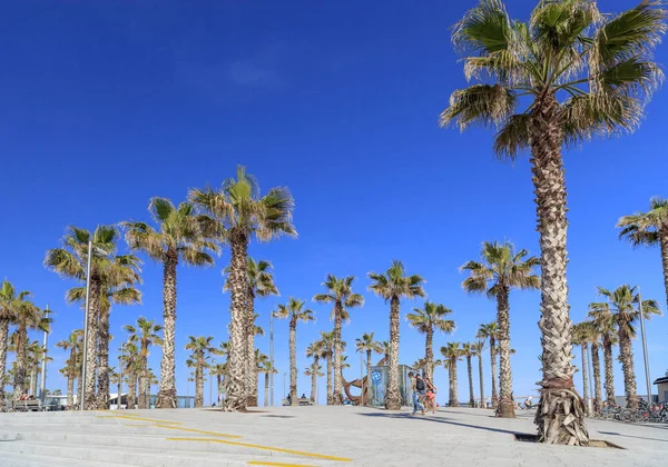 Paseo marítimo con palmera en la playa de la Barceloneta de Barcelona . — Foto de Stock