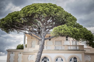 EL VENDRELL,SPAIN-MAY 30,2016: Big pine tree in front residential building, Vila Buenaventura, maritime promenade of Coma-ruga, El Vendrell, province Tarragona, Catalonia. clipart