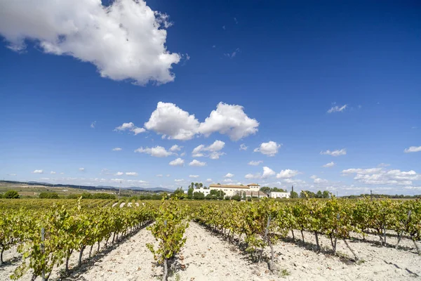 Paisaje con viñedos en Penedes zona, Cataluña, España . — Foto de Stock