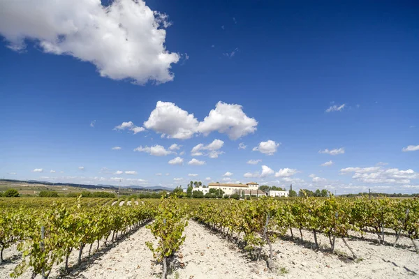 Penedes üzüm bağları, yatay bölge, Catalonia, İspanya.