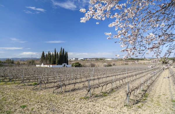 Paisaje con viñedos en Penedes zona, Subirats, Cataluña, España . — Foto de Stock