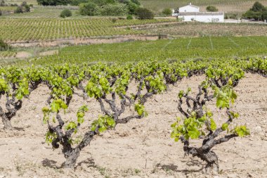 Penedes üzüm bağları, yatay bölge, Catalonia, İspanya.