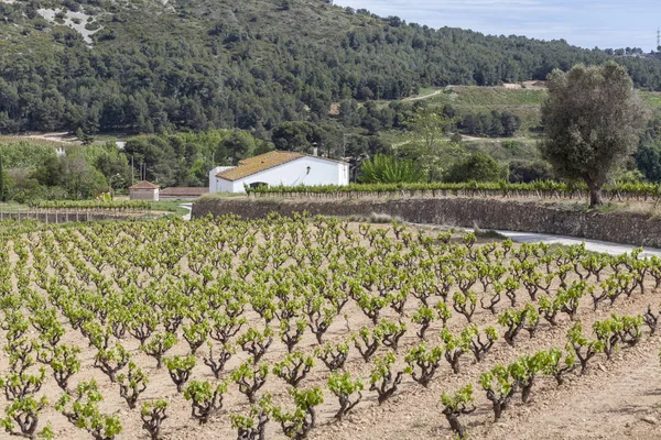 Paisaje con viñedos en Penedes zona, Cataluña, España . — Foto de Stock