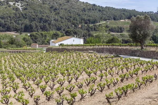 Penedes üzüm bağları, yatay bölge, Catalonia, İspanya.