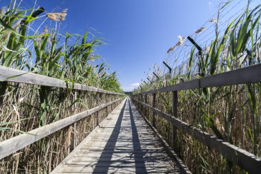 Çitler arasında ahşap yürüme yolu.