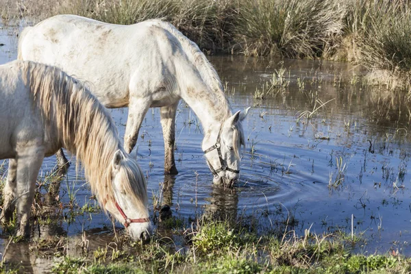 Two white horses drinking water in a marsh.