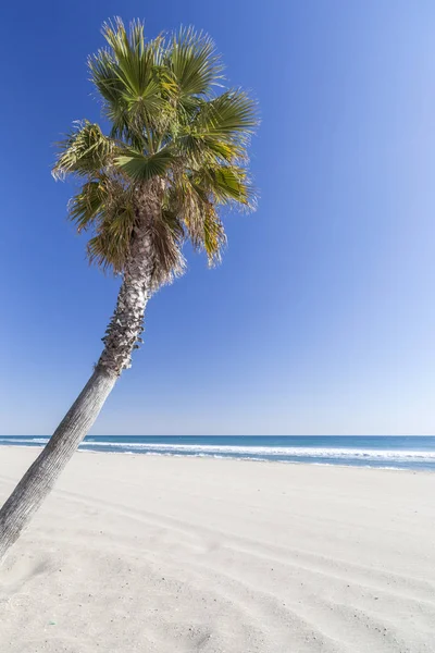 Plam árbol en la playa . — Foto de Stock