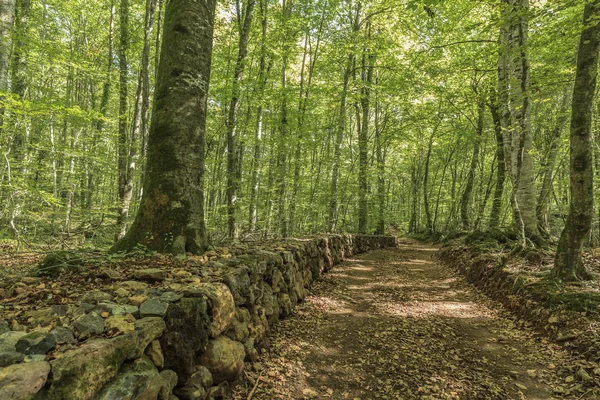 Paisaje, Fageda Jorda, bosque de hayas en Olot, Garrotxa , — Foto de Stock