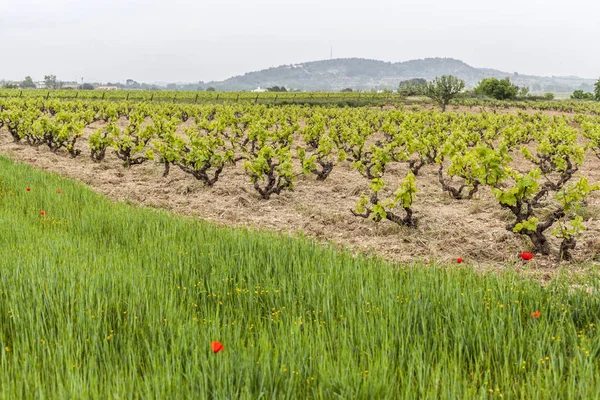Paisagem com vinhas na zona de Penedes, Catalunha, Espanha . — Fotografia de Stock