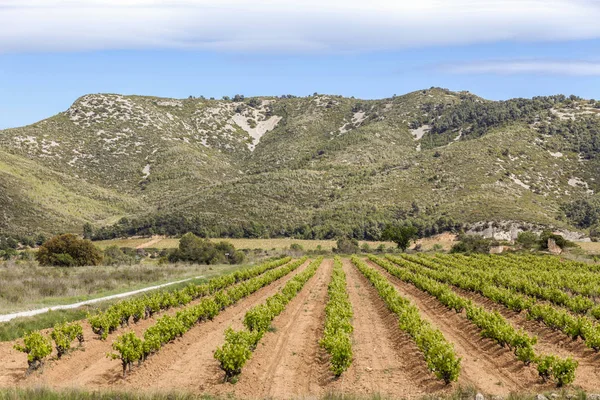 Paisaje con viñedos en Penedes zona, Cataluña, España . — Foto de Stock