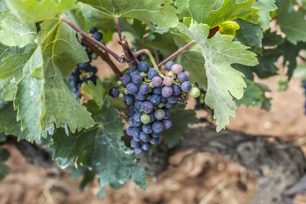 Uva negra, viñedo, Región vinícola de Penedes, Cataluña, España . — Foto de Stock