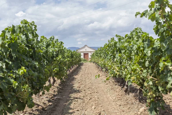 Campo vitivinícola y estructura agrícola en la región vinícola de Penedes — Foto de Stock