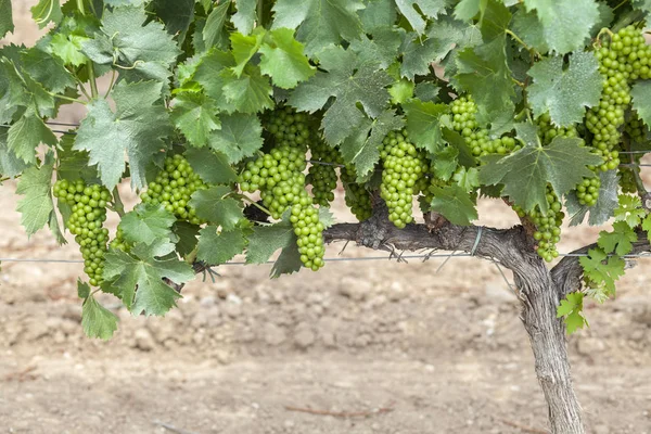 Viñedo, cepa, uva blanca . — Foto de Stock