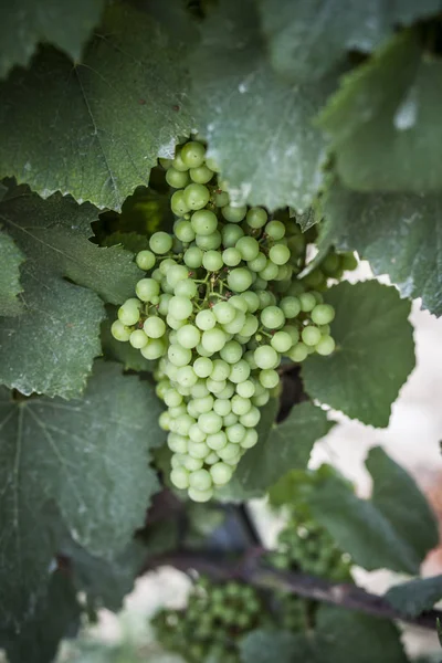 Viñedo, cepa, uva blanca . — Foto de Stock