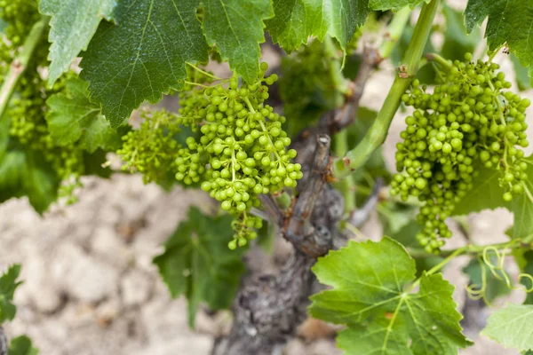 Виноградник и виноград в конце весны, Пенедес винодельческая область , — стоковое фото