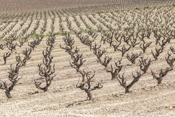 Viñedos en día soleado y primaveral, Región vinícola de Penedes, Cataluña — Foto de Stock