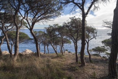 Costa Brava, tipik Akdeniz tarafından çam ağacı Flora'yla içinde deniz manzarası.