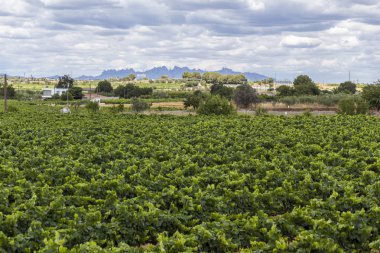 Üzüm bağları, arka plan, Penedes şarap kava bölge ile Monserra dağ manzara. Vilafranca del Penedes, Katalonya, İspanya.