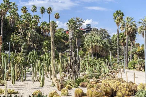 Jardines, jardines Mossen Costa i LLobera, especializados en cactus, parque montjuic, Barcelona . — Foto de Stock