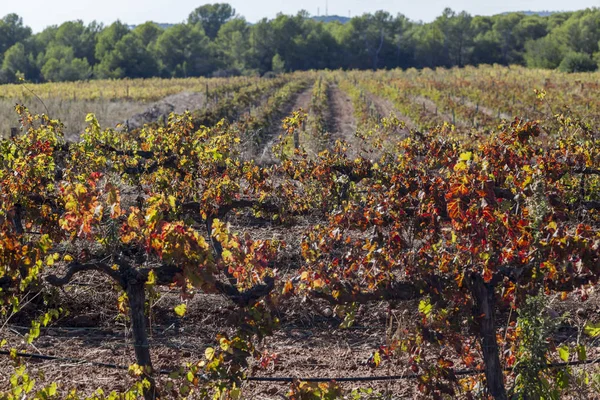 Paisaje con viñedos en otoño, Región vinícola de Penedes.Cataluña, España . — Foto de Stock