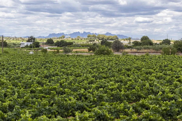 Paisaje con viñedos, región del cava del vino de Penedes, al fondo Montserrat montaña.Vilafranca del Penedes, Cataluña, España . — Foto de Stock